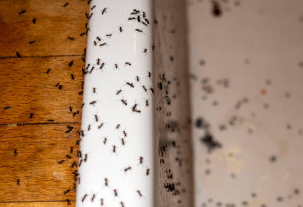 Best Insect Control  in Land O Lakes, FL